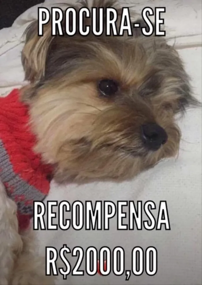 Cachorro raça Yorkshire Terrier idade 2 anos nome RALPH