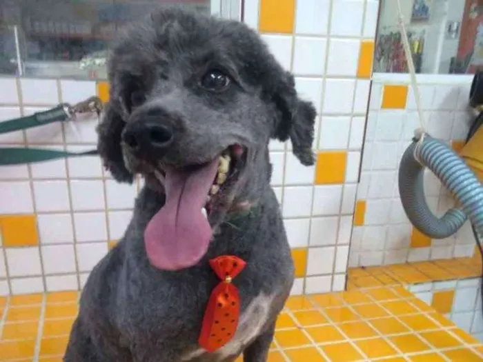 Cachorro raça Poodle idade 3 anos nome Poodle