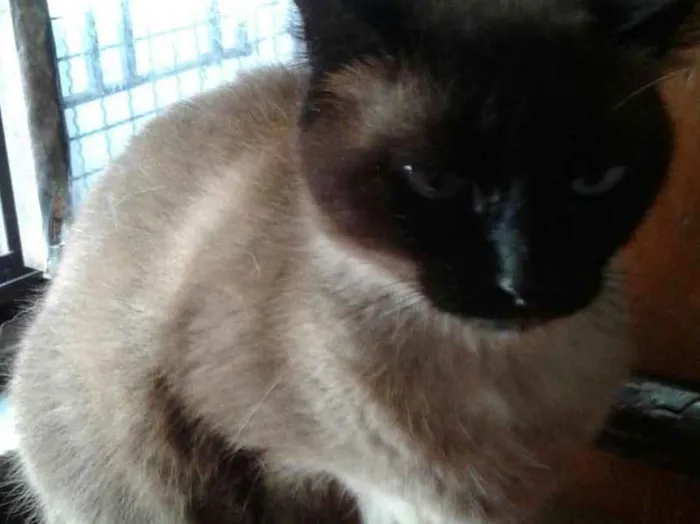 Gato raça Srd idade 1 ano nome Lola