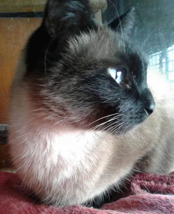 Gato raça Srd idade 1 ano nome Lola