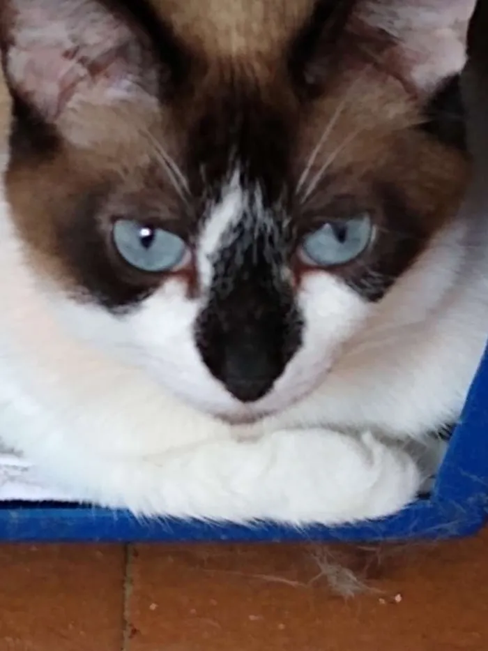 Gato raça Srd idade 2 anos nome Branca