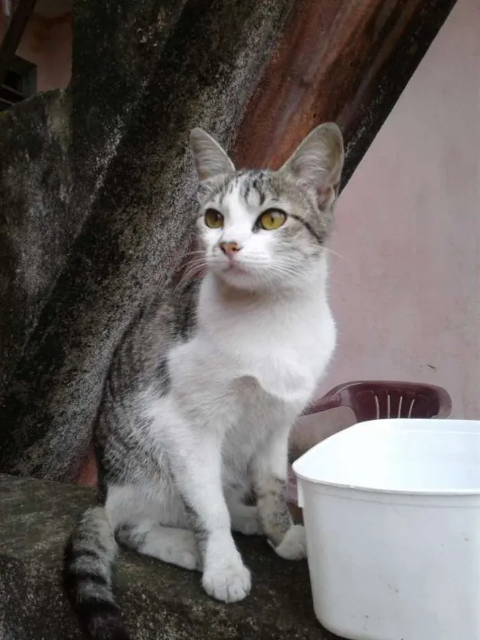 Gato raça Srd idade 2 a 6 meses nome Lili