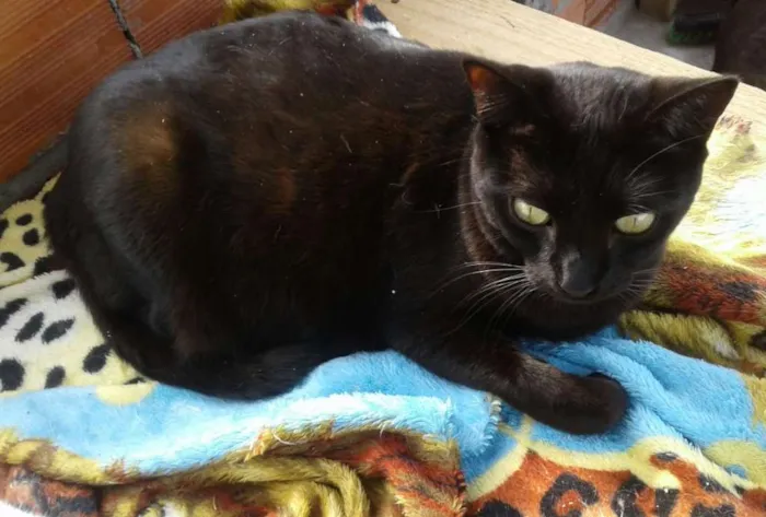 Gato raça Srd idade 7 a 11 meses nome Mia