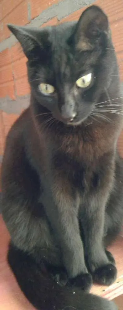 Gato raça  idade 7 a 11 meses nome Morgana