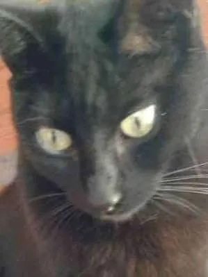 Gato raça  idade 7 a 11 meses nome Morgana