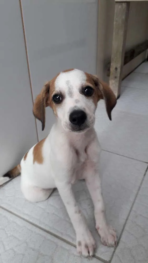 Cachorro raça SRD idade Abaixo de 2 meses nome SEM NOME