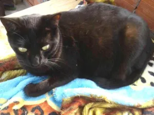 Gato raça Srd idade 7 a 11 meses nome Mia