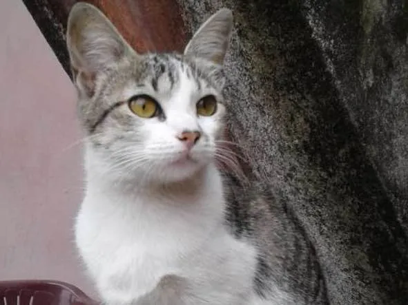 Gato raça Srd idade 2 a 6 meses nome Lili