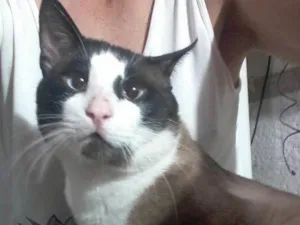Gato raça Srd idade 1 ano nome Kadu