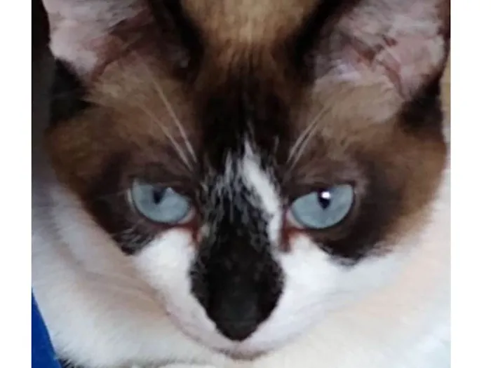 Gato raça Srd idade 2 anos nome Branca