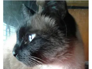 Gato raça Srd idade 1 ano nome Lola
