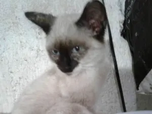 Gato raça Srd idade 2 a 6 meses nome Micaela