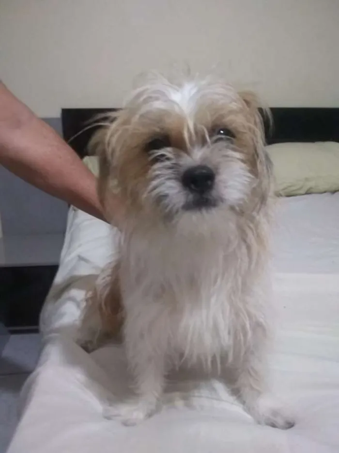 Cachorro raça poodle  idade 2 a 6 meses nome qualque nome 