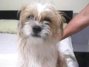 Cachorro raça poodle  idade 2 a 6 meses nome qualque nome 