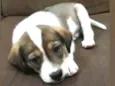 Tom