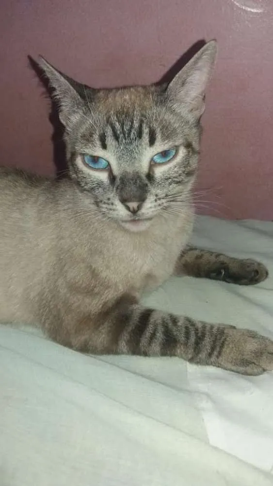 Gato ra a Siamês idade 1 ano nome Luna