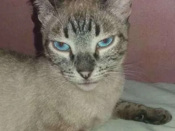 Gato ra a Siamês idade 1 ano nome Luna