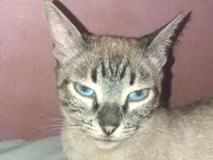 Gato raça Siamês idade 1 ano nome Luna