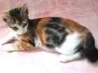 Gato raça Felina idade 2 a 6 meses nome Filomena