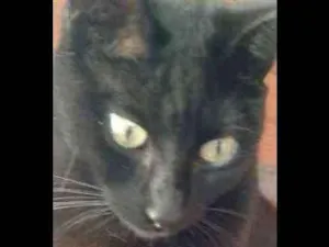 Gato raça  idade 7 a 11 meses nome Morgana