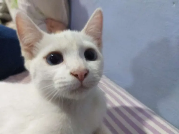 Gato ra a nenhum idade 2 a 6 meses nome Branquinha