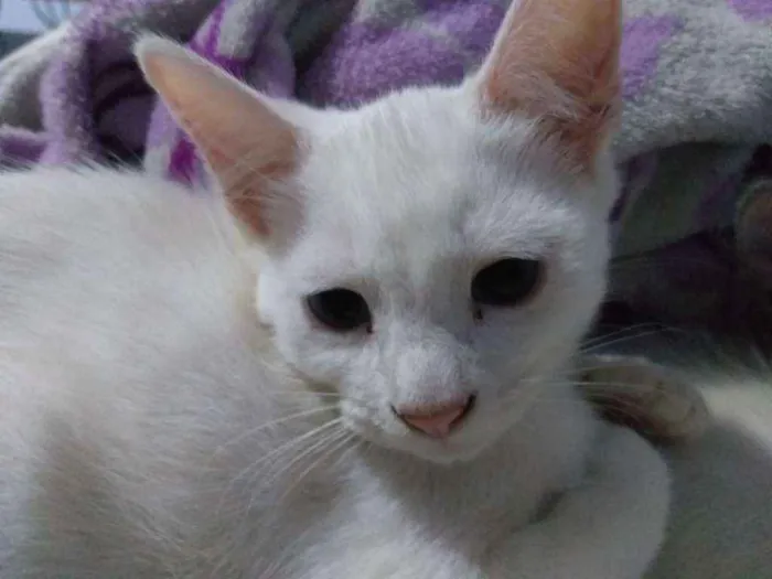 Gato ra a nenhum idade 2 a 6 meses nome Branquinha