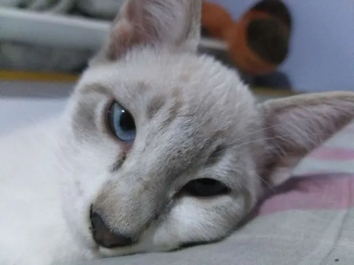 Gato ra a nenhum idade 2 a 6 meses nome Lili