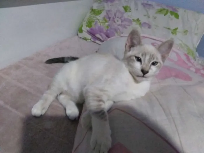 Gato ra a nenhum idade 2 a 6 meses nome Lili