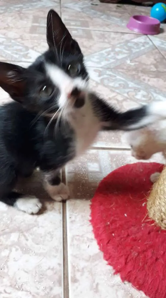 Gato ra a SRD idade Abaixo de 2 meses nome Sem nome