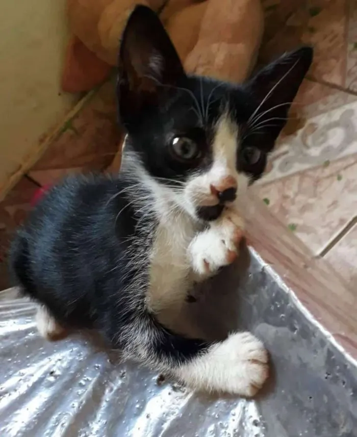 Gato ra a SRD idade Abaixo de 2 meses nome Sem nome