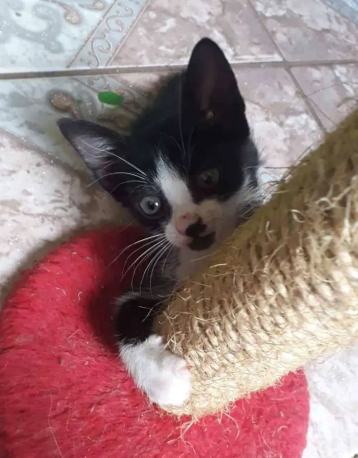 Gato ra a SRD idade Abaixo de 2 meses nome Sem nome