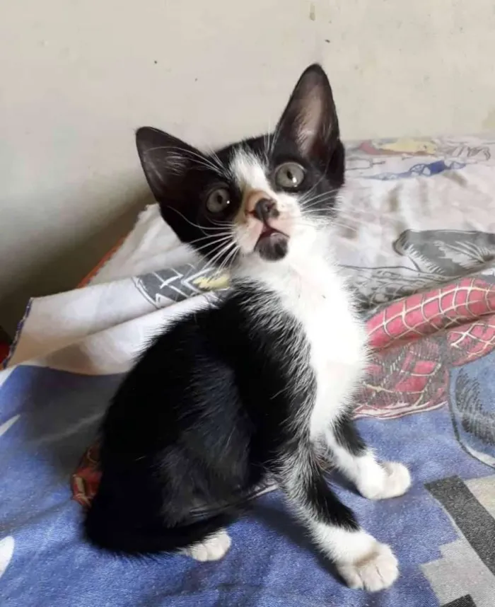 Gato ra a SRD idade Abaixo de 2 meses nome Sem nome