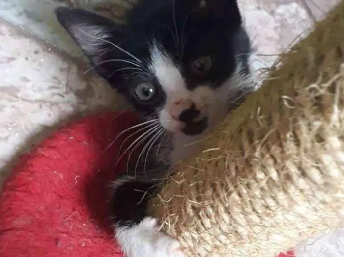 Gato ra a SRD idade Abaixo de 2 meses nome Sem nome