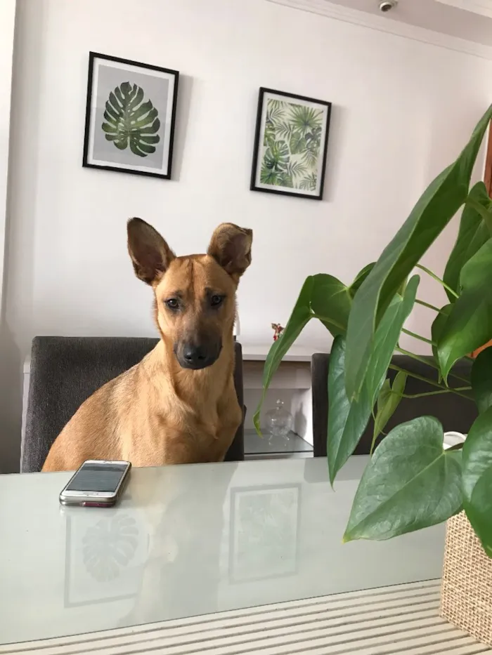 Cachorro ra a Sem raça definida idade 2 anos nome Pandora