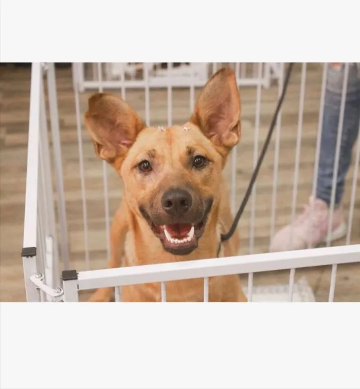 Cachorro ra a Sem raça definida idade 2 anos nome Pandora