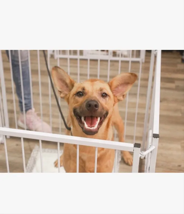 Cachorro ra a Sem raça definida idade 2 anos nome Pandora