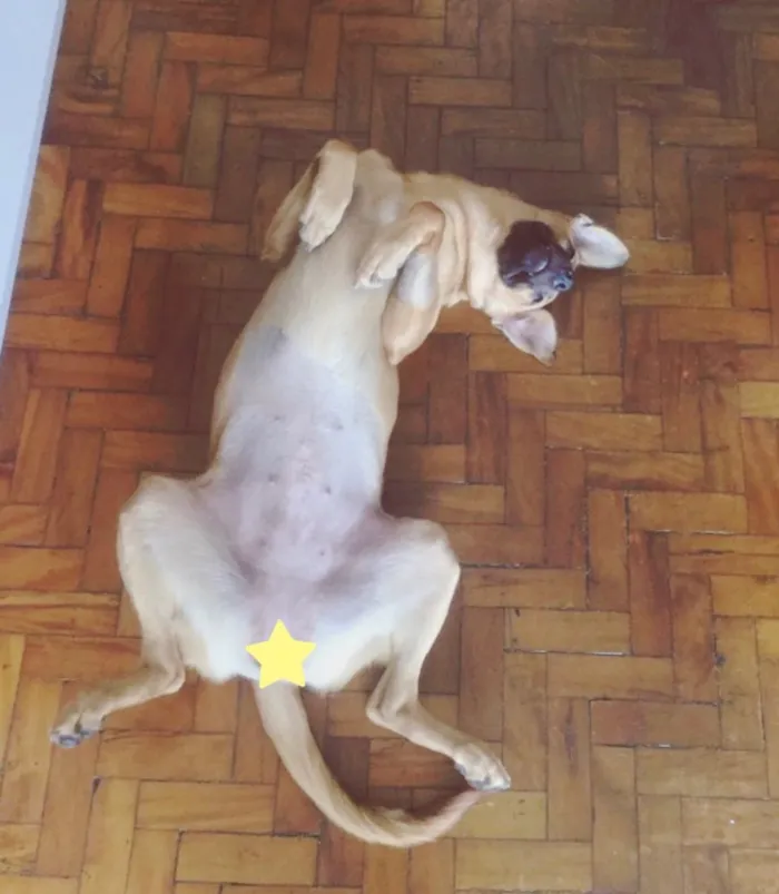 Cachorro ra a Sem raça definida idade 2 anos nome Pandora