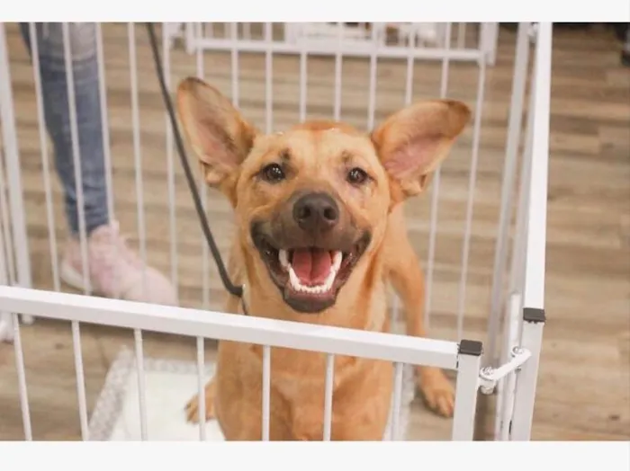 Cachorro ra a Sem raça definida idade 2 anos nome Pandora