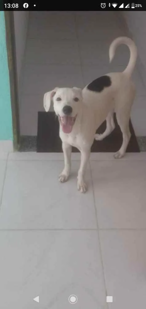 Cachorro ra a Srd idade 1 ano nome Brad