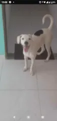 Brad