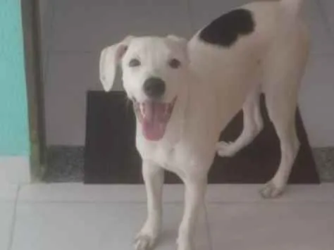 Cachorro ra a Srd idade 1 ano nome Brad