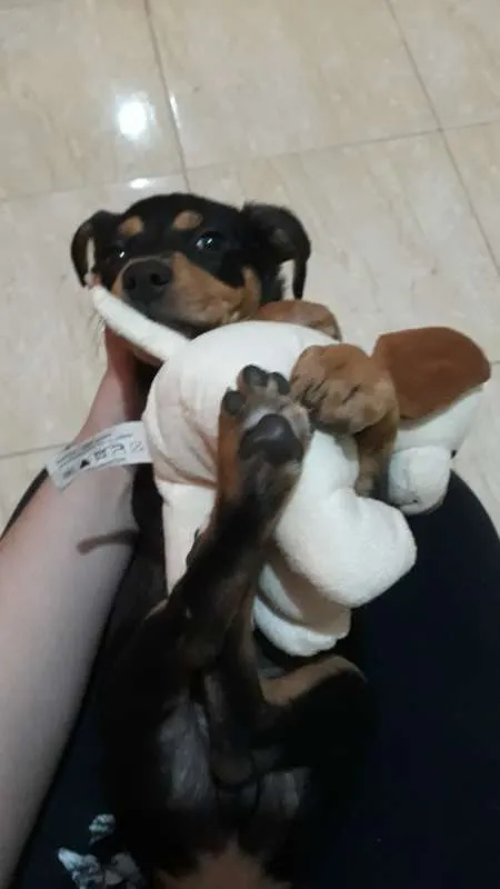 Cachorro ra a SRD idade 2 a 6 meses nome Chocolate