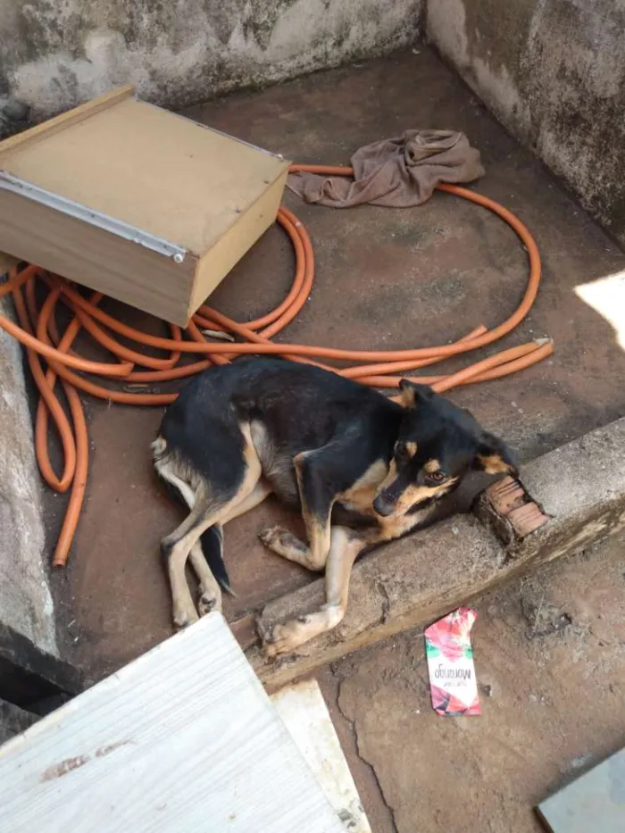 Cachorro ra a Vira lata idade 2 anos nome Niki