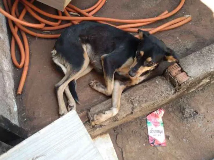 Cachorro ra a Vira lata idade 2 anos nome Niki