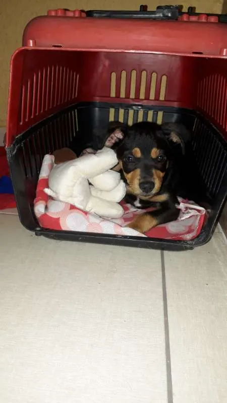Cachorro ra a SRD idade 2 a 6 meses nome Chocolate