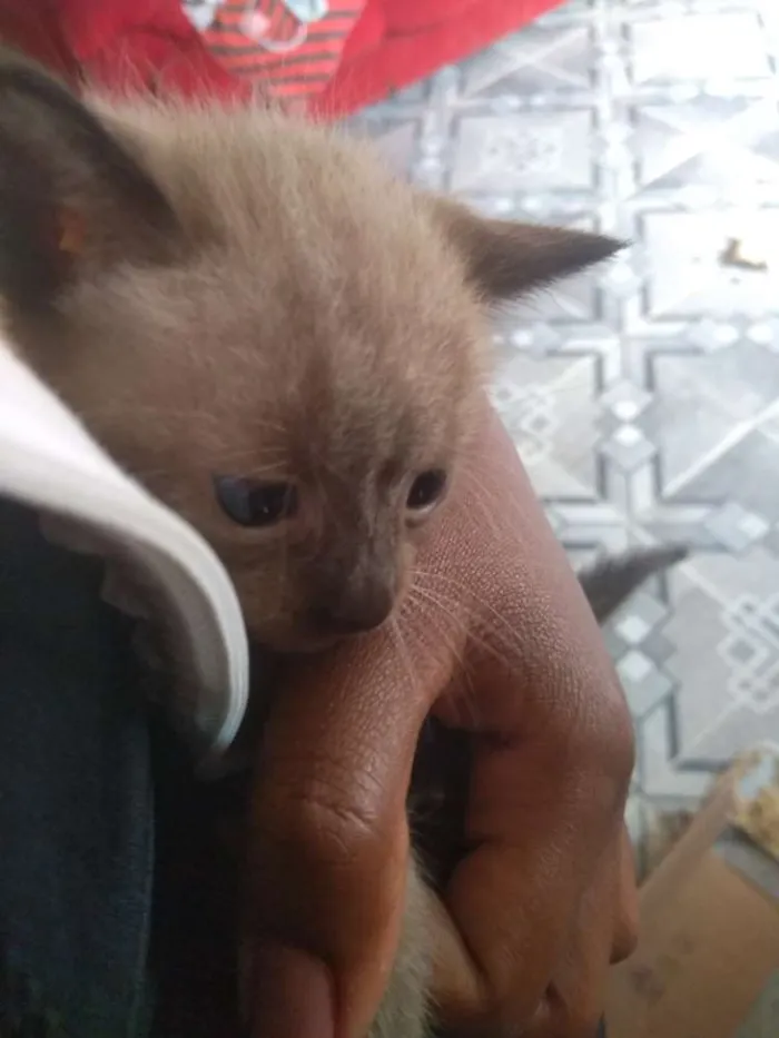 Gato ra a Siamês idade Abaixo de 2 meses nome Ainda não tem 
