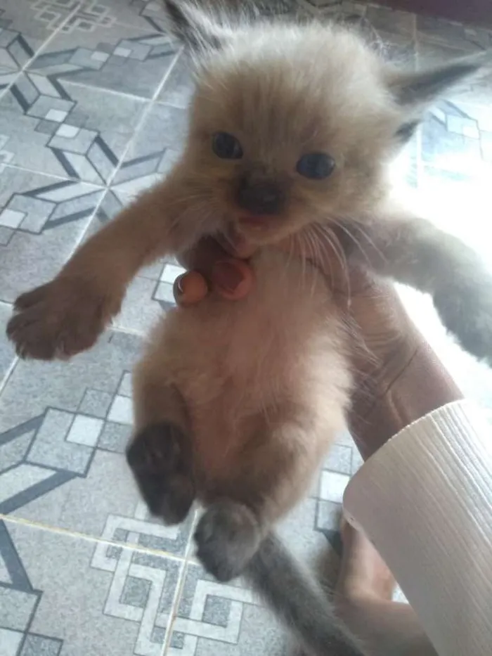 Gato ra a Siamês idade Abaixo de 2 meses nome Ainda não tem 