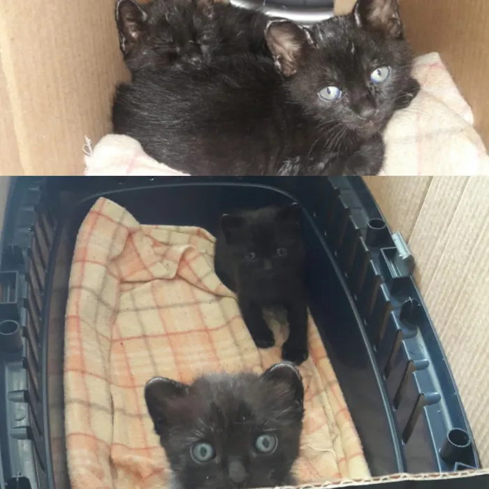 Gato raça Misturado idade Abaixo de 2 meses nome Sem nome