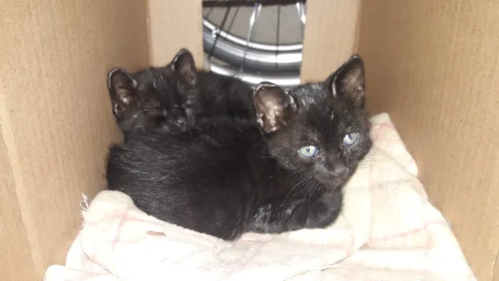 Gato raça Misturado idade Abaixo de 2 meses nome Sem nome