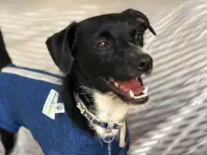 Cachorro raça Srd idade  nome Gael